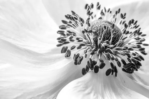 Anemone by Mandy Disher
