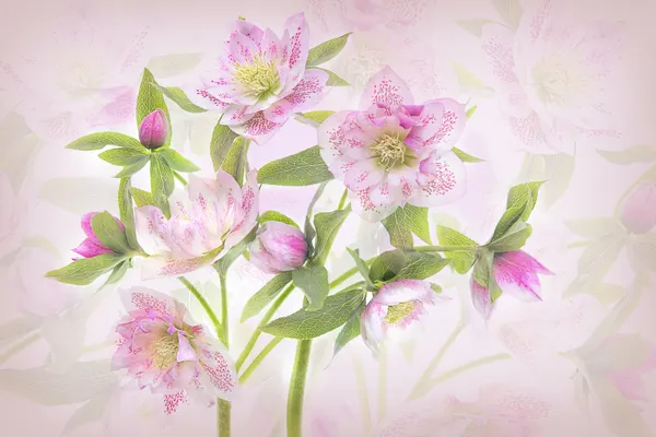 Delicate Pink Hellebores by Jacky Parker