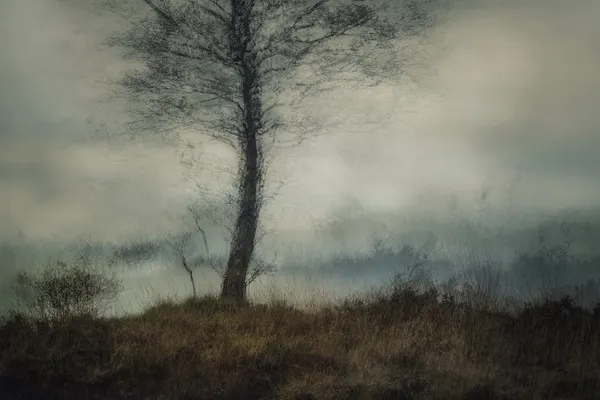 Silent by Nel Talen