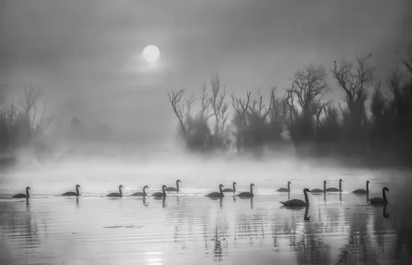 Swans in Morning Fog by ANNA AN