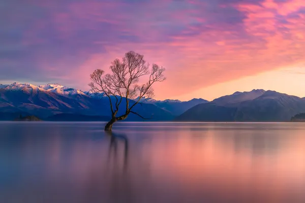 Lone Tree Pastel Sky by Jianping Yang