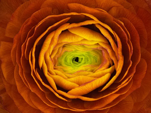 Vibrant Floral Spiral by Victor Mozqueda