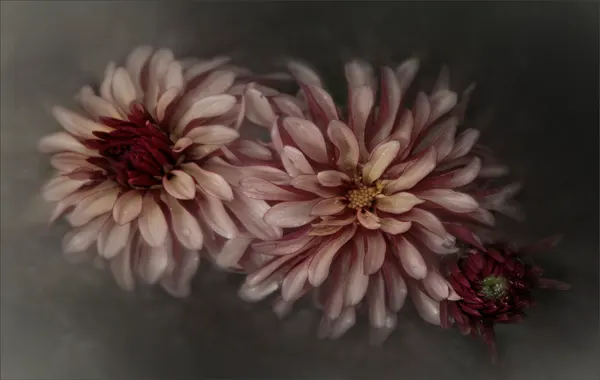 Romantic Dahlia Still Life by Gilbert Claes