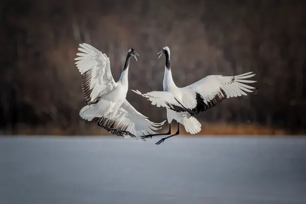 Jumping Competition by Fion Wong