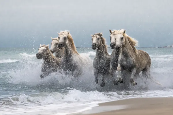 Wild Horses Ocean Run by Joško Šimic
