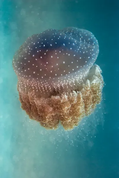 Glowing Spotted Jellyfish by Yaron Halevy