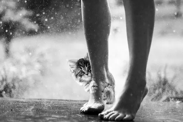 Cute Kitten Rainy Day by Ciupureanu Dan