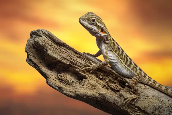 Desert Lizard Sunset by Emanuel Papamanolis