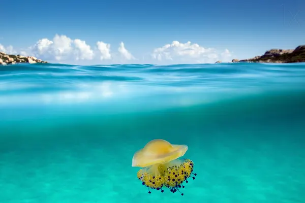 Turquoise Ocean Jellyfish by Roberto Sysa Moiola