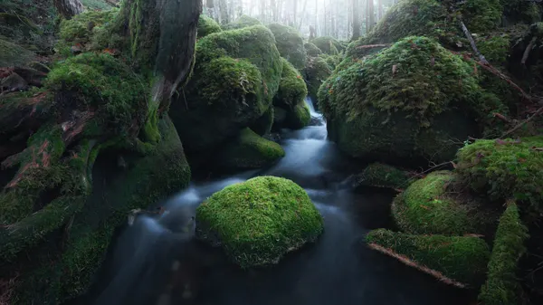 Misty Mossy Stream by Masaki Sugita