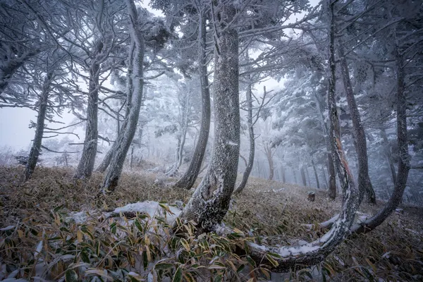 Frosted Winter Forest by Masaki Sugita