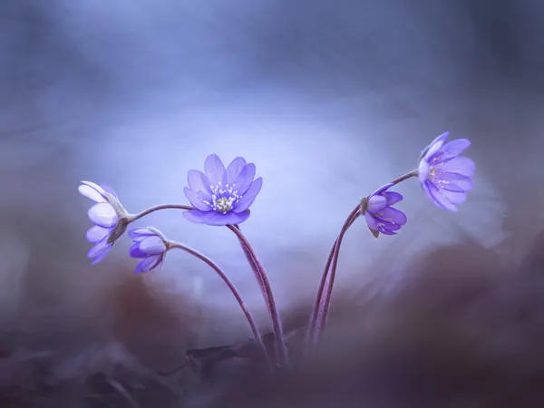 Delicate Purple Spring Flowers by Petra Dvorak