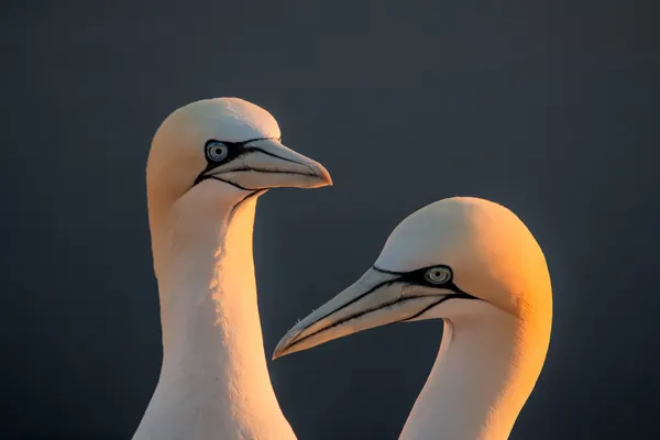Gannets Golden Glow by Joško Šimic