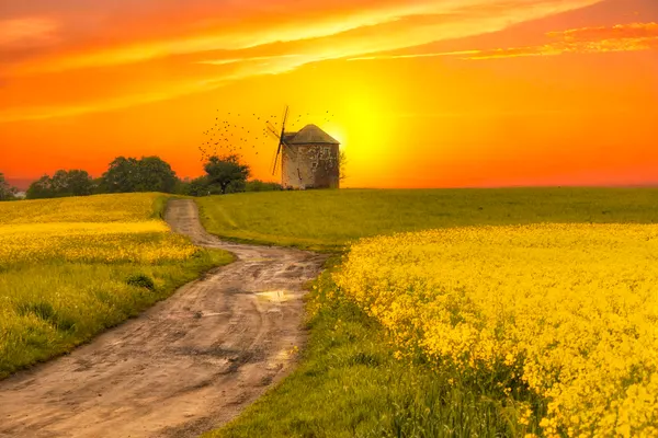 Golden Hour Windmill Path by Ewa Całkosińska-Kajzer