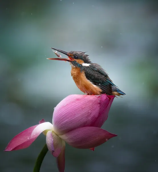 Kingfisher on Pink Lotus by Yezimao