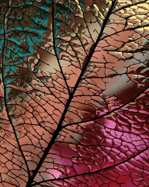 Intricate Leaf Skeleton by Ivan Lesica