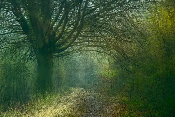 Misty Forest Path by Liesbeth van Asselt