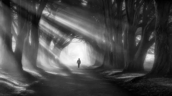 Path Of Light by Johnny Zhang