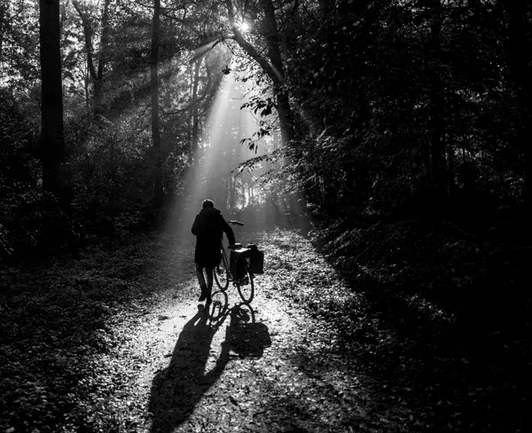 Sunlit Forest Path by Arjo