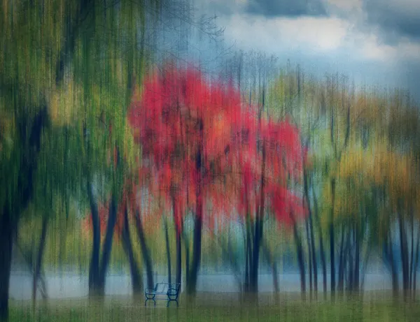 Dreamy Autumn Trees by Shelley Quarless