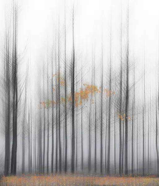 Golden Fall Forest by Juan Antonio Palacios