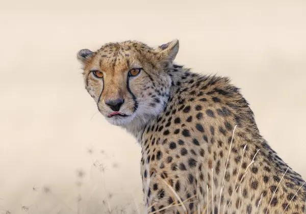 Watchful Cheetah Glances by Yang Jiao