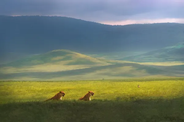 Savanna Lions Sunrise by Jianping Yang