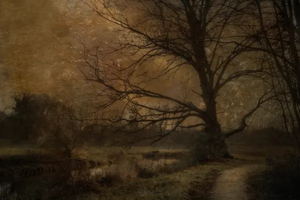 Old tree by Nel Talen