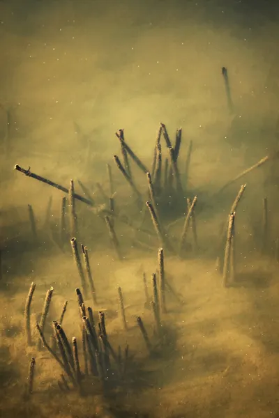 Quiet Submerged Stems by Ileana Bosogea-Tudor