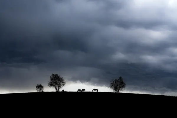 Dark Sky Horses by Hsiao-Yang Fei