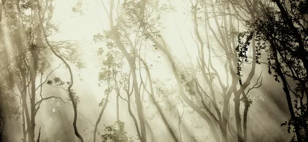 Misty Forest Light by Jorge Feteira