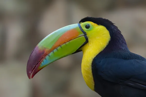 Rainbow Beak Toucan by Guy Wilson