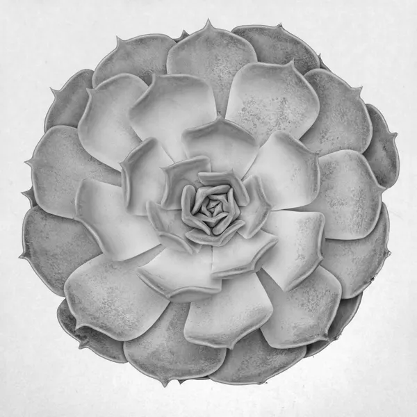Natural Succulent Pattern by Pictufy Studio III