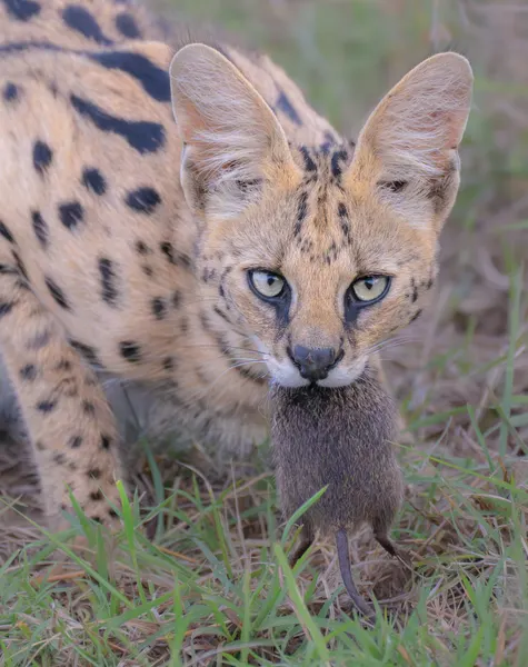 Serval Cat With Prey by Yang Jiao