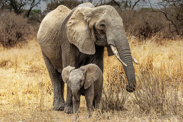 African Elephant Family by Jois Domont ( J.L.G.)