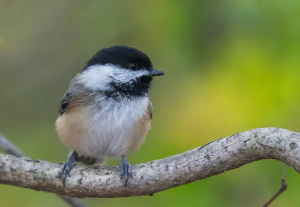 Sweet Chickadee Perch by Xiaobing Tian