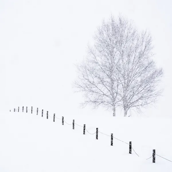 Silent Winter Trees by Jana Luo