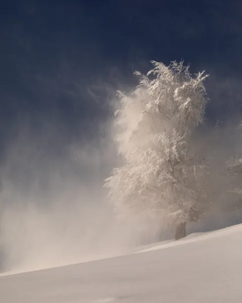 Winter Tree Blizzard by Lazar Ioan Ovidiu