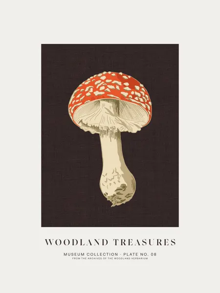 Fly Agaric Botanical Study by Alexandra Weise