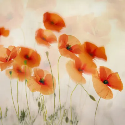 Waving in the wind, wall art by Nel Talen