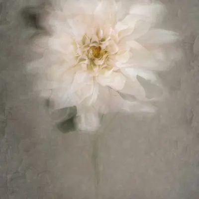 Soft White Bloom, wall art by Cicek Kiral