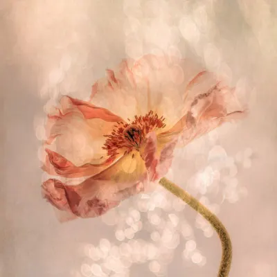 Dreamy Peach Poppy, wall art by Hilda van der Lee