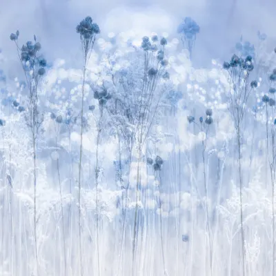 Frosted Winter Plants, wall art by Hilda van der Lee