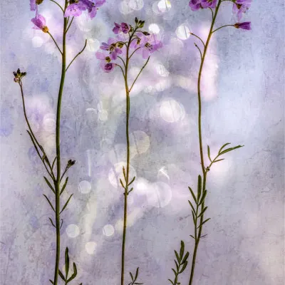 Soft Purple Blooms, wall art by Hilda van der Lee