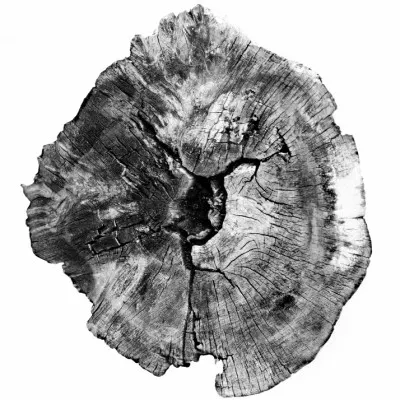 Oak Log, wall art by Dan Hobday