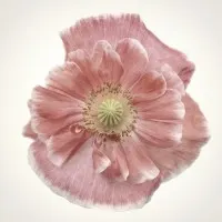 Delicate Pink Poppy, wall art by Lotte Grønkjær