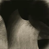 Flowing Sepia Curves, wall art by Gilbert Claes