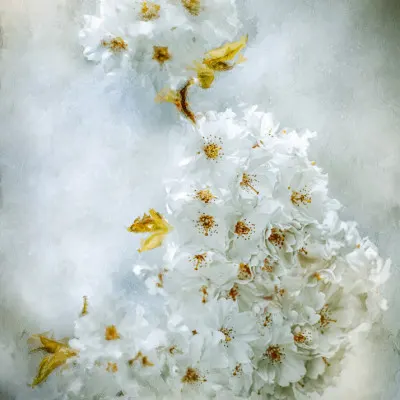 Delicate White Blossoms, wall art by Kristina Zvinakeviciute