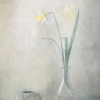 Spring Daffodil Butterfly, wall art by Delphine Devos