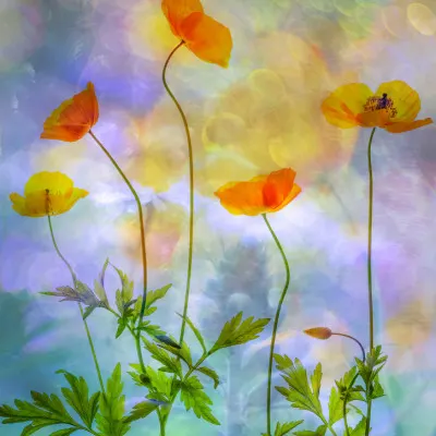 Glowing Poppies Bokeh, wall art by Hilda van der Lee